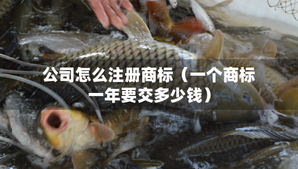 公司怎么注冊商標（一個商標一年要交多少錢）