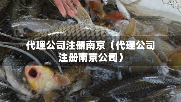 代理公司注冊南京（代理公司注冊南京公司）