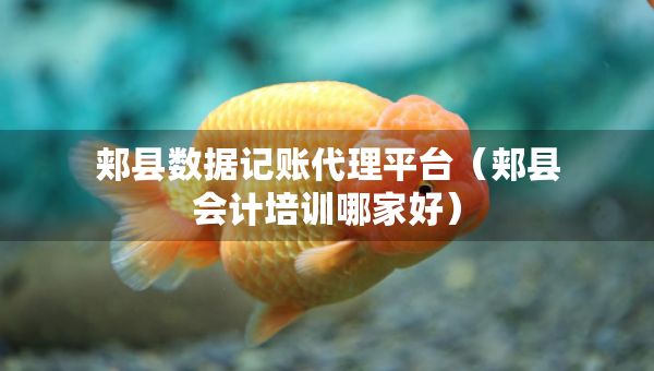 郟縣數(shù)據(jù)記賬代理平臺(tái)（郟縣會(huì)計(jì)培訓(xùn)哪家好）