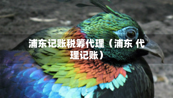 浦東記賬稅籌代理（浦東 代理記賬）