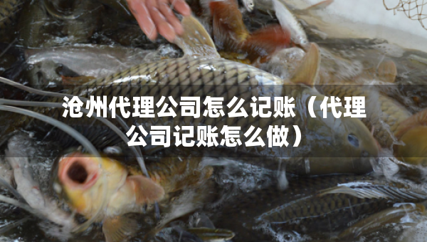 滄州代理公司怎么記賬（代理公司記賬怎么做）