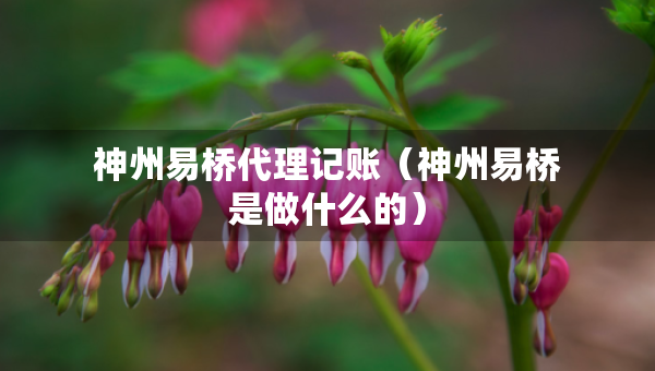 神州易橋代理記賬（神州易橋是做什么的）