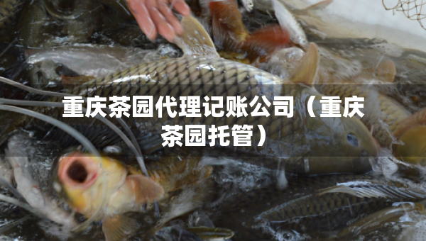 重慶茶園代理記賬公司（重慶茶園托管）
