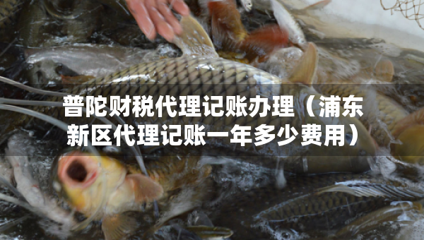普陀財(cái)稅代理記賬辦理（浦東新區(qū)代理記賬一年多少費(fèi)用）