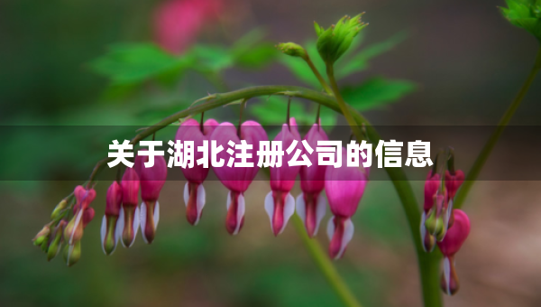 關(guān)于湖北注冊(cè)公司的信息