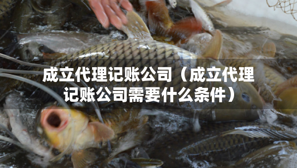 成立代理記賬公司（成立代理記賬公司需要什么條件）