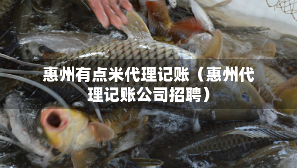 惠州有點米代理記賬（惠州代理記賬公司招聘）