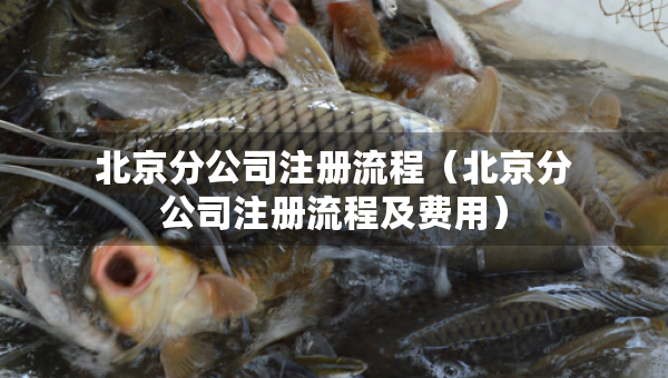 北京分公司注冊流程（北京分公司注冊流程及費(fèi)用）