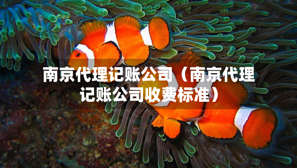 南京代理記賬公司（南京代理記賬公司收費(fèi)標(biāo)準(zhǔn)）