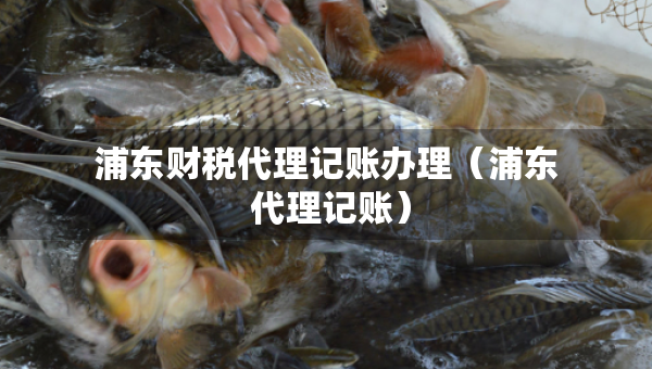 浦東財(cái)稅代理記賬辦理（浦東 代理記賬）