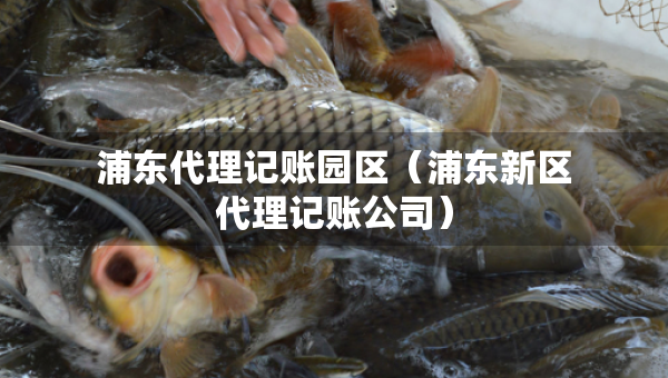 浦東代理記賬園區(qū)（浦東新區(qū)代理記賬公司）