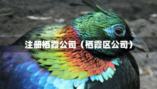 注冊棲霞公司（棲霞區(qū)公司）
